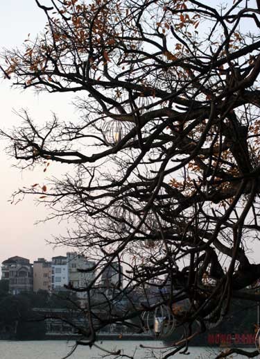 Cành lá khẳng khiu đợi mùa đâm trồi biếc Cành lá khẳng khiu đợi mùa đâm trồi biếc