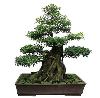 Đón lộc năm mới bằng chậu cây cảnh ảnh 2 Đón lộc năm mới bằng chậu cây cảnh ảnh 2