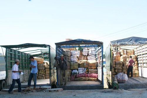 Đà Lạt: Sôi động thị trường hoa Tết ảnh 12 Đà Lạt: Sôi động thị trường hoa Tết ảnh 12