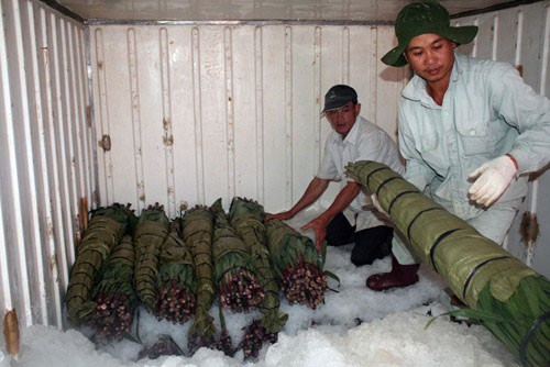 Đà Lạt: Sôi động thị trường hoa Tết ảnh 13 Đà Lạt: Sôi động thị trường hoa Tết ảnh 13