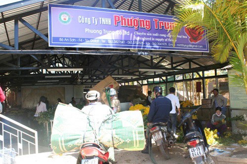 Đà Lạt: Sôi động thị trường hoa Tết ảnh 14 Đà Lạt: Sôi động thị trường hoa Tết ảnh 14