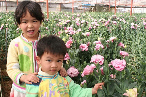 Đà Lạt: Sôi động thị trường hoa Tết ảnh 15 Đà Lạt: Sôi động thị trường hoa Tết ảnh 15