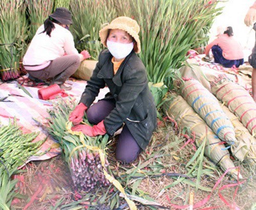 Đà Lạt: Sôi động thị trường hoa Tết ảnh 9 Đà Lạt: Sôi động thị trường hoa Tết ảnh 9