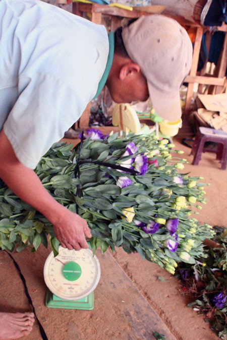 Đà Lạt: Sôi động thị trường hoa Tết ảnh 3 Đà Lạt: Sôi động thị trường hoa Tết ảnh 3