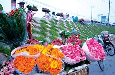 Chợ hoa bên đê Sông Hồng. Chợ hoa bên đê Sông Hồng.
