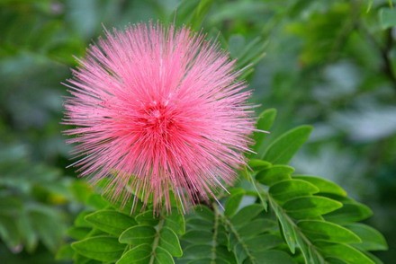 Chùm ảnh: Nét đẹp mùa Xuân ảnh 1 netdepxuan _01.jpg