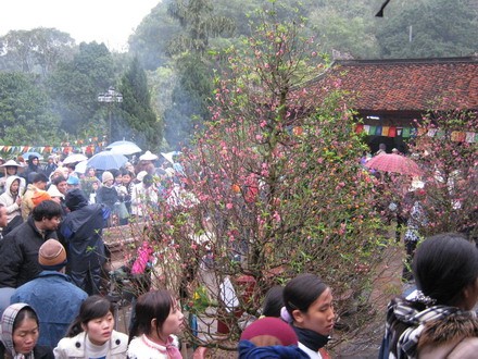 chuahoi _09.jpg