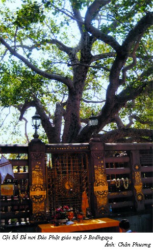 Hòa thượng Thích Chơn Thiện: Tỏa sáng trí tuệ, niềm tin và văn hóa ảnh 4 Hòa thượng Thích Chơn Thiện: Tỏa sáng trí tuệ, niềm tin và văn hóa ảnh 4