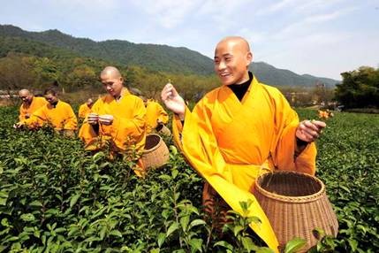Trung Quốc: Chư tăng Thiền tự Pháp Tịnh - Hàng Châu, thu hoạch "Thiền Trà" theo nghi lễ Phật giáo ảnh 16 tradao 16.jpg