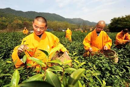 Trung Quốc: Chư tăng Thiền tự Pháp Tịnh - Hàng Châu, thu hoạch "Thiền Trà" theo nghi lễ Phật giáo ảnh 18 tradao 18.jpg