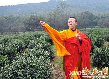 Trung Quốc: Chư tăng Thiền tự Pháp Tịnh - Hàng Châu, thu hoạch "Thiền Trà" theo nghi lễ Phật giáo ảnh 7 tradao 7.jpg