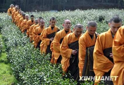 Trung Quốc: Chư tăng Thiền tự Pháp Tịnh - Hàng Châu, thu hoạch "Thiền Trà" theo nghi lễ Phật giáo ảnh 9 tradao 9.jpg