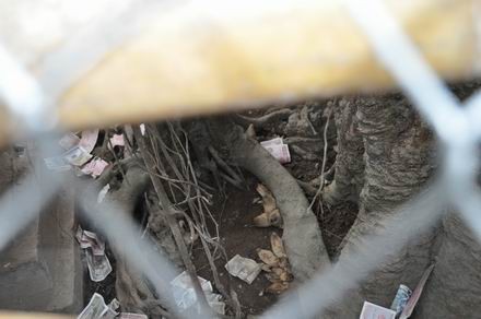 Hưng Yên: Chuyện thực hư về gốc đa đẻ ra chuối tại La Tiến ảnh 3 hungyen-3.jpg