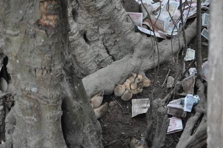 Hưng Yên: Chuyện thực hư về gốc đa đẻ ra chuối tại La Tiến ảnh 4 hungyen-4.jpg