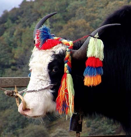 Shangrila – Đường chân trời đã mất ảnh 10 Shangrila - Đường chân trời đã mất - Tin180.com (Ảnh 10)