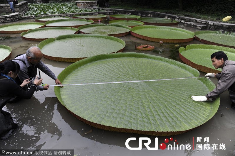 Lá sen vua có đường kính 2,63 mét, có thể chịu được trọng lượng lên đến trên 100 kg. Lá sen vua có đường kính 2,63 mét, có thể chịu được trọng lượng lên đến trên 100 kg.