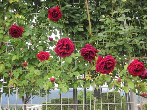 Hàng rào hoa hồng đẹp như mơ | Giác Ngộ Online