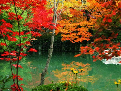 Lá phong đỏ trên núi Hương Sơn, Bắc Kinh. Ngắm lá bulo vàng rực vào cuối tháng 9, đầu tháng 10 ở vùng đồng cỏ Bá Thượng, tỉnh Hồ Bắc. Tới núi Tê Hà, Giang Tô, ngắm rừng phong đỏ rực vào cuối tháng 11, đầu tháng 12. Công viên rừng quốc gia ở Quảng Đông cũng là địa điểm thú vị để ngắm lá phong. Làng Changxi, huyện Vụ Nguyên, Giang Tây có vẻ đẹp ấn tượng của lá phong đỏ đối lập với vẻ cổ kính của những ngôi nhà theo kiến trúc Hồi. Khoảng tháng 12, rừng cây bạch quả chuyển màu vàng rượi tại làng Haiyang, tỉnh Quảng Tây. Miyaluo ở tỉnh Tứ Xuyên cũng là nơi tuyệt vời để ngắm lá phong, lá bulo, vào khoảng tháng 11 và 12. Thung lũng Jiuzhai, Tứ Xuyên có cảnh đẹp quyến rũ bởi màu sắc đối lập giữa lá phong đỏ và nước hồ trong xanh. Thời điểm lý tưởng nhất để ngắm cảnh là vào tháng 11. Rừng cây dương chuyển vàng rực vào tháng 11 ở Ejinaqi, Nội Mông.