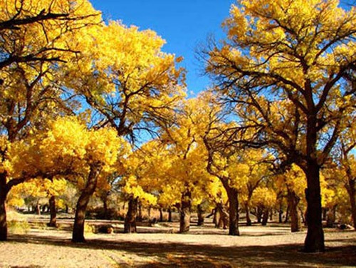 Lá phong đỏ trên núi Hương Sơn, Bắc Kinh. Ngắm lá bulo vàng rực vào cuối tháng 9, đầu tháng 10 ở vùng đồng cỏ Bá Thượng, tỉnh Hồ Bắc. Tới núi Tê Hà, Giang Tô, ngắm rừng phong đỏ rực vào cuối tháng 11, đầu tháng 12. Công viên rừng quốc gia ở Quảng Đông cũng là địa điểm thú vị để ngắm lá phong. Làng Changxi, huyện Vụ Nguyên, Giang Tây có vẻ đẹp ấn tượng của lá phong đỏ đối lập với vẻ cổ kính của những ngôi nhà theo kiến trúc Hồi. Khoảng tháng 12, rừng cây bạch quả chuyển màu vàng rượi tại làng Haiyang, tỉnh Quảng Tây. Miyaluo ở tỉnh Tứ Xuyên cũng là nơi tuyệt vời để ngắm lá phong, lá bulo, vào khoảng tháng 11 và 12. Thung lũng Jiuzhai, Tứ Xuyên có cảnh đẹp quyến rũ bởi màu sắc đối lập giữa lá phong đỏ và nước hồ trong xanh. Thời điểm lý tưởng nhất để ngắm cảnh là vào tháng 11. Rừng cây dương chuyển vàng rực vào tháng 11 ở Ejinaqi, Nội Mông.