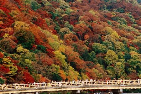 Koyo - mùa lá đỏ ảnh 3 Koyo - mùa lá đỏ ảnh 3