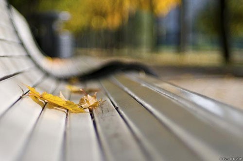 Con đường ngập lá vàng. Cây lá thay màu. Mặt hồ êm ả... Đẹp và lãng mạn... Một chút cô liêu. Rừng cây ngập lá. Vàng rực sắc thu
