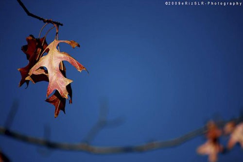 Con đường ngập lá vàng. Cây lá thay màu. Mặt hồ êm ả... Đẹp và lãng mạn... Một chút cô liêu. Rừng cây ngập lá. Vàng rực sắc thu