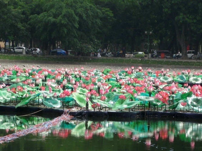 1.000 bông sen kết hình chữ S ảnh 2 Nhìn từ xa giống như một đầm sen khổng lồ.