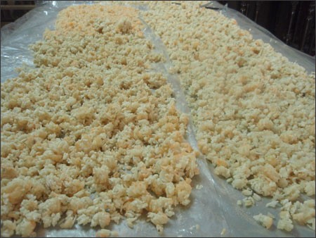 Xôi nếp đang lên mốc vàng Xôi nếp đang lên mốc vàng