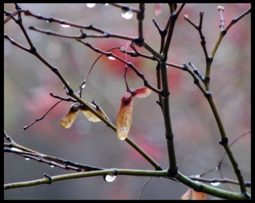 Vô ưu ảnh 1 Vô ưu ảnh 1