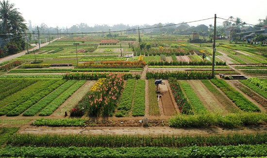 Xã Trà Quế nổi tiếng với nghề trồng rau cũng xen canh trồng hoa phục vụ thị trường Tết Xã Trà Quế nổi tiếng với nghề trồng rau cũng xen canh trồng hoa phục vụ thị trường Tết