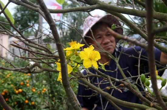 Lạc vào vương quốc hoa Hội An ảnh 5 Những bông mai 5 cánh to đều nở sớm hứa hẹn một mùa mai bội thu