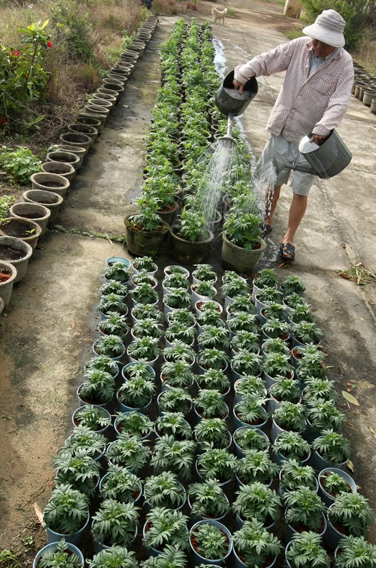 Lạc vào vương quốc hoa Hội An ảnh 8 Lạc vào vương quốc hoa Hội An ảnh 8