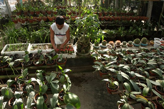 Lạc vào vương quốc hoa Hội An ảnh 9 Lạc vào vương quốc hoa Hội An ảnh 9