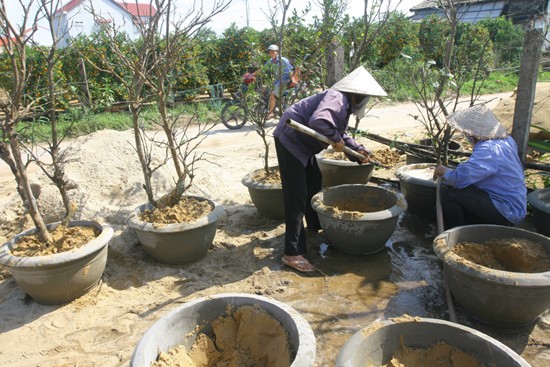 Lạc vào vương quốc hoa Hội An ảnh 13 Lạc vào vương quốc hoa Hội An ảnh 13