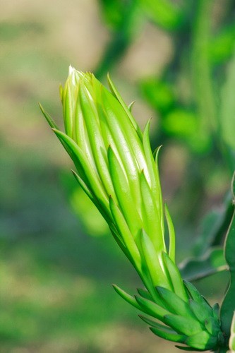 Sắc xuân trên những vườn Thanh Long Bình Thuận ảnh 6 Sắc xuân trên những vườn Thanh Long Bình Thuận ảnh 6