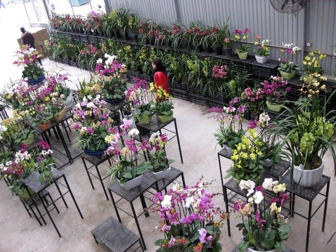 Hoa lan phong phú, đa dạng về chủng loại và màu sắc đã được bày bán. Hoa lan phong phú, đa dạng về chủng loại và màu sắc đã được bày bán.