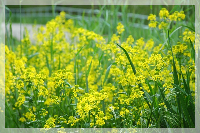 Miên man Hoa cải ảnh 1 cloudyday00168lg.jpg