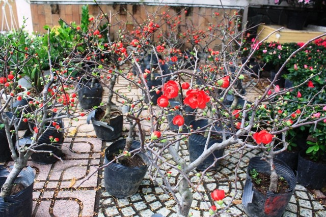 Sắc xuân đã về trên đường phố Nha Trang ảnh 4 Sắc xuân đã về trên đường phố Nha Trang ảnh 4