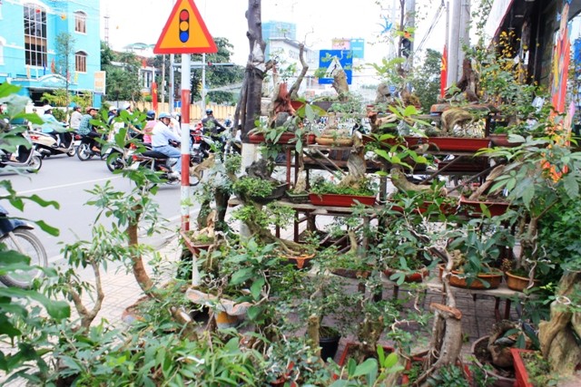 Sắc xuân đã về trên đường phố Nha Trang ảnh 8 Sắc xuân đã về trên đường phố Nha Trang ảnh 8