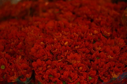 Muôn sắc màu những nụ Tầm xuân ảnh 12