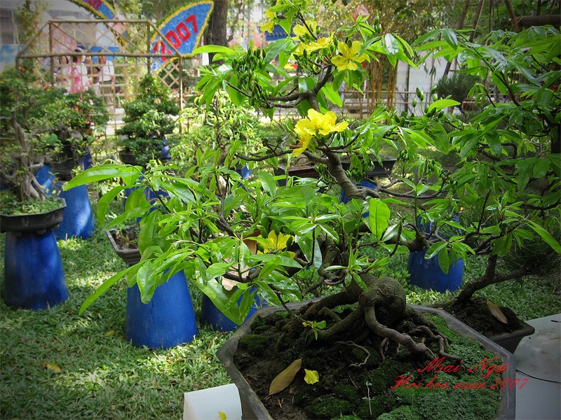 Ngày tết - Nói về 24 loài hoa mai ảnh 5 mai ngự