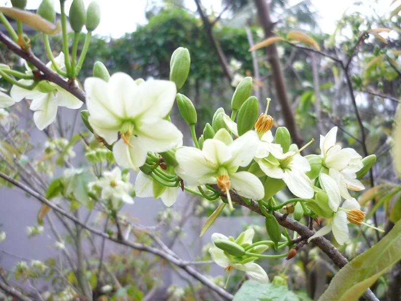 Ngày tết - Nói về 24 loài hoa mai ảnh 1 Ngày tết - Nói về 24 loài hoa mai ảnh 1