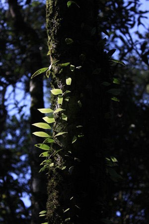 Những lý do để chinh phục Yên Tử từ phía Tây ảnh 3 Những lý do để chinh phục Yên Tử từ phía Tây, Du lịch, Yên Tử, cụ rùa đá, cáp treo, chùa đồng, đỉnh núi