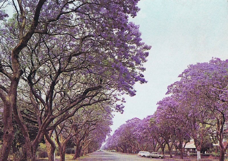 Jacaranda một trời hoa tím ảnh 6 Jacaranda một trời hoa tím ảnh 6