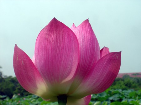 Ngát hương sen hồ Tây ảnh 1 Ngát hương sen hồ Tây ảnh 1