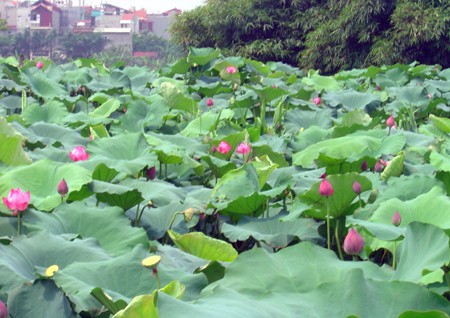 Ngát hương sen hồ Tây ảnh 2 Ngát hương sen hồ Tây ảnh 2