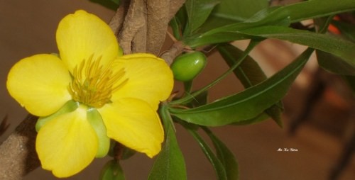 Mùa nhớ... ảnh 1 whoamai-muanho.jpg