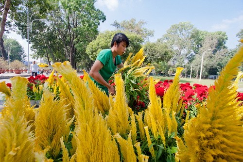 Những chậu hoa mào gà đỏ và hoa mào gà đuôi phụng (màu vàng) xuất xứ từ Q.12, TP.HCM được trưng bày tại Công viên Gia Định - Ảnh: Tiến Thành Những chậu hoa mào gà đỏ và hoa mào gà đuôi phụng (màu vàng) xuất xứ từ Q.12, TP.HCM được trưng bày tại Công viên Gia Định - Ảnh: Tiến Thành