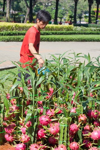 Chậu cảnh được ưa chuộng bởi kiểu dáng nhỏ, xum xuê quả, với ý nghĩa mang đến phú quý, sức khỏe và vận may cho gia chủ dịp Tết - Ảnh: Tiến Thành Chậu cảnh được ưa chuộng bởi kiểu dáng nhỏ, xum xuê quả, với ý nghĩa mang đến phú quý, sức khỏe và vận may cho gia chủ dịp Tết - Ảnh: Tiến Thành