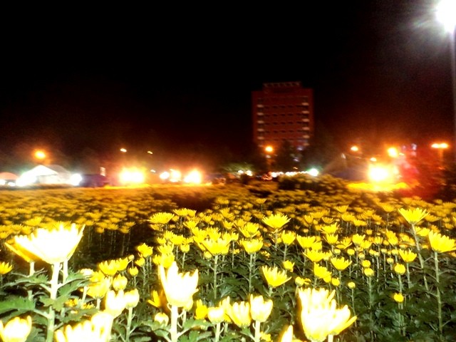 ngập tràn một màu vàng (3).JPG